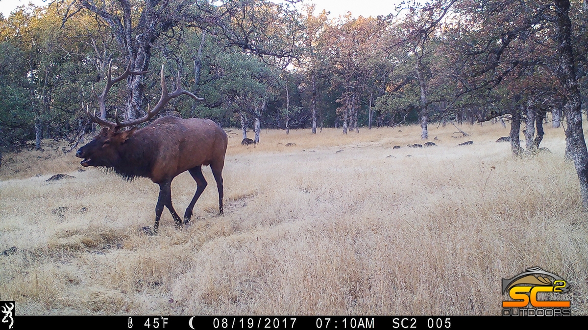 SC2 Outdoors Northeastern California Rocky Mountain Elk